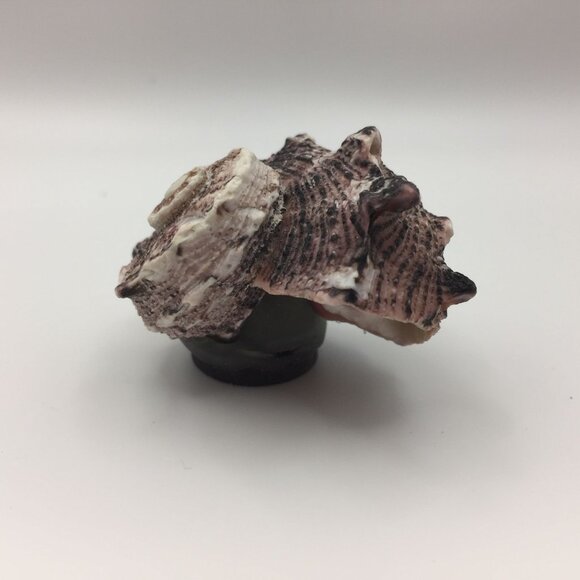 Vintage Set of 2 Seashell Magnets Starfish Sea Star Shell Hawaii Souvenir Fridge - Picture 7 of 10